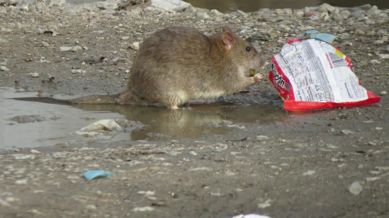 Brown Rat touching a plastic wrapper