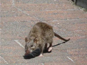 Brown Rat walking on the street