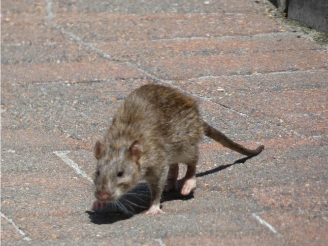 Brown Rat walking on the street
