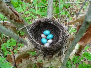 Brown-headed Cowbird eggs in a Robins nest