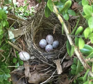 Brown-headed Cowbird nest with eggs