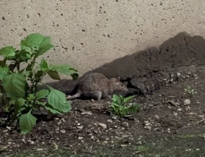 Brown rat at the foundation of a house 1