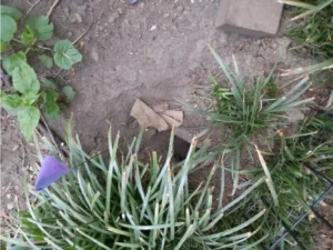 Brown rat burrow next to a plant
