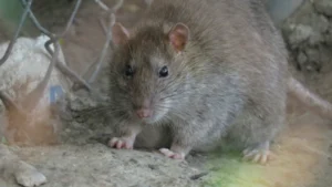 Brown rat next to a wire fence