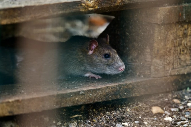 Brown rat peeking