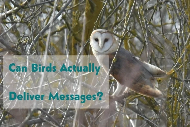 Can Birds Actually Deliver Messages?