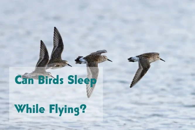 Can Birds Sleep While Flying?