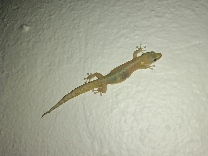 Can Lizards Come Through AC Vents?