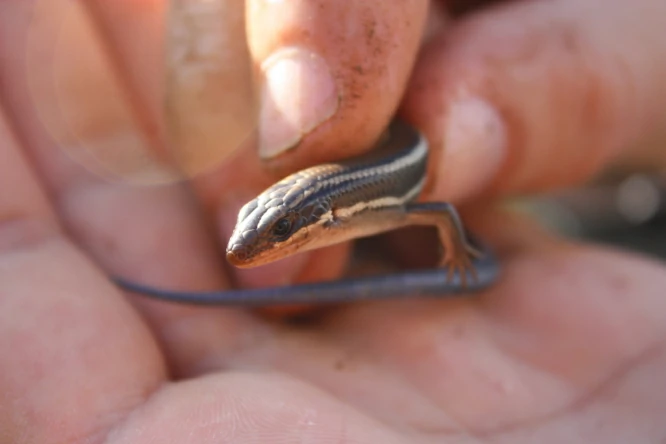 Can Lizards Come Through AC?