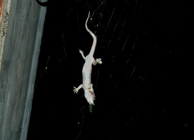 Can Lizards Come Through Air Vents?