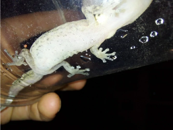 Can Lizards Come Through Cracks?