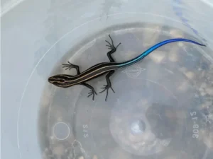 Can Lizards Come Through the Drain?