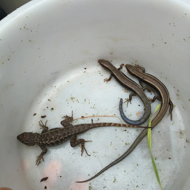 Can Lizards Come Through the Toilet?