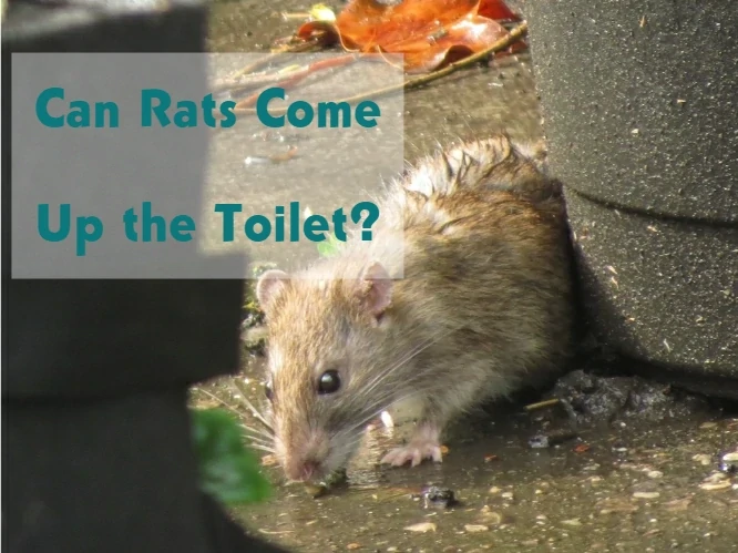Can Rats Come Up the Toilet?