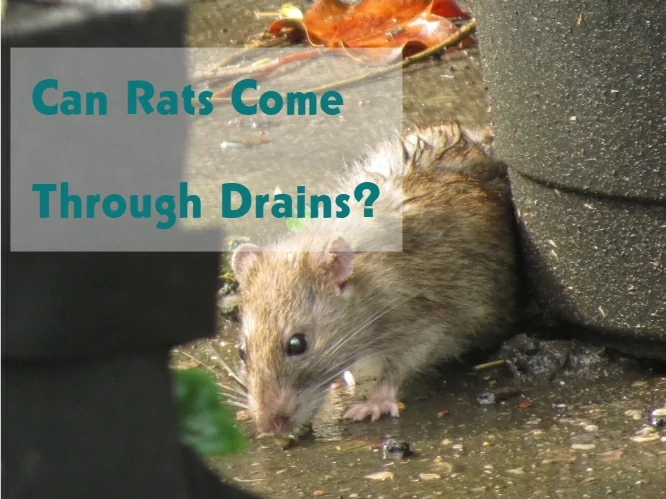 Can Rats Come up Through Drains?