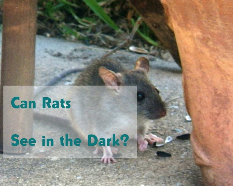 Can Rats See in the Dark?