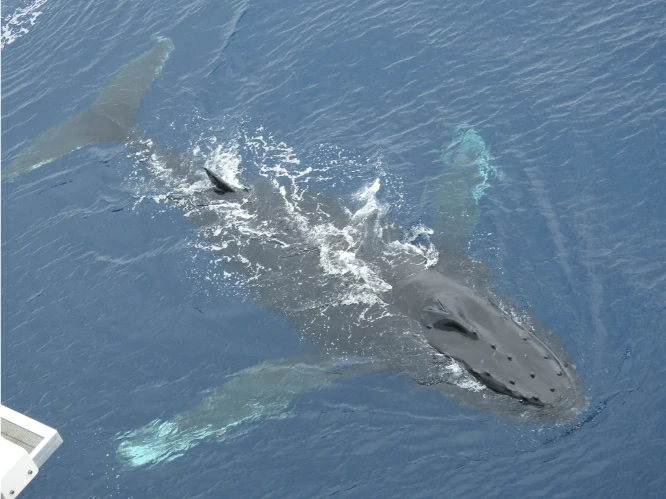 Can Whales Breathe Underwater?