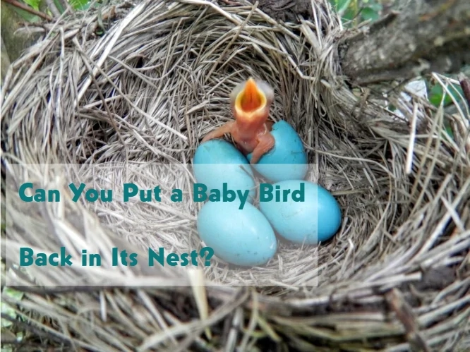Can You Put a Baby Bird Back in Its Nest?