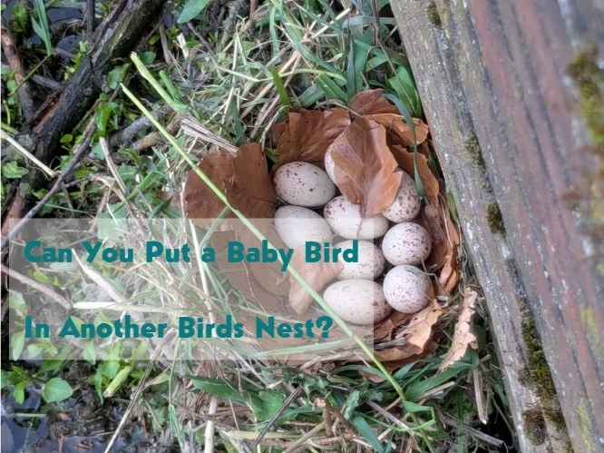 Can you put a baby bird in another nest?
