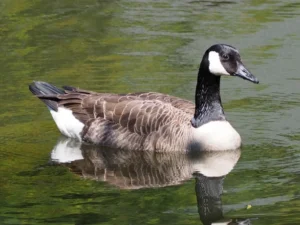 Canada Goose