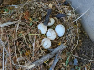 Chicken eggs laid on grass on the floor