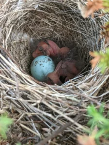 Chipping Sparrow nest