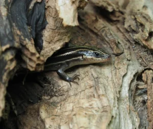 Common Five-lined Skink hiding in a dry log
