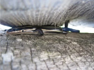 Common Five-lined Skink hiding between two walls (2)