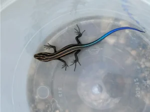 Common Five-lined Skink in a plastic bowl