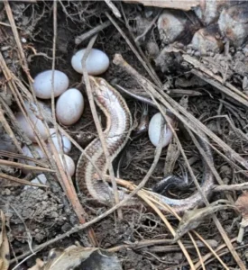 Common Five-lined Skink with its eggs