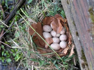 Common Moorhen nest