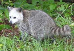 Common Raccoon