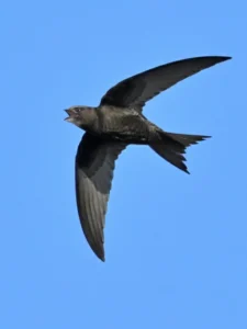 Common Swift in flight 0
