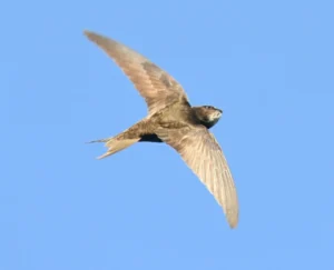 Common Swift in flight