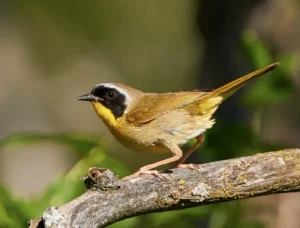 Common Yellowthroat Warbler