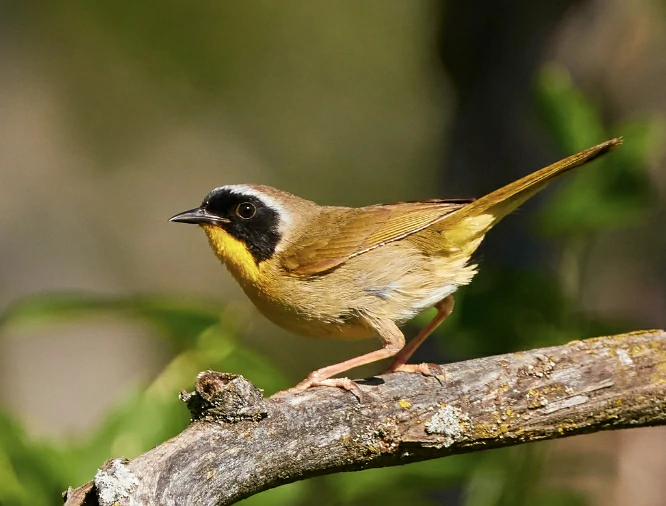 Common Yellowthroat Warbler
