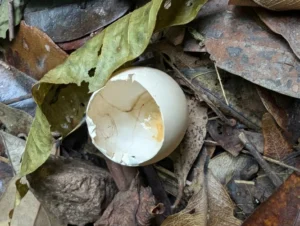 Cracked chicken egg shell