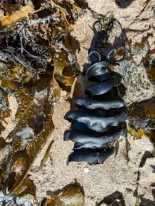 Crested Hornshark egg pouch