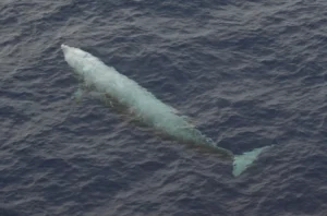 Cuvier's Beaked Whale on the surface of the water 0