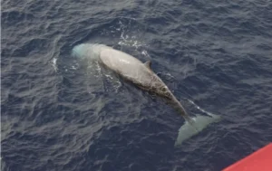 Cuvier's Beaked Whale on the surface of the water