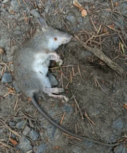 Dead Black rat on the ground