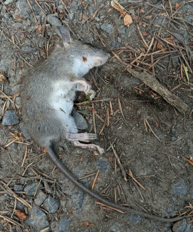 Dead Black rat on the ground