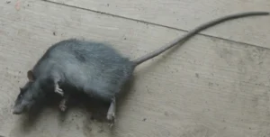 Dead Black rat on a wooden floor