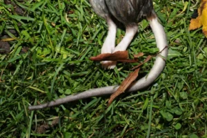 Dead Brown Rat with hairless tail visible
