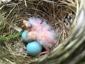Dickcissel baby in a nest