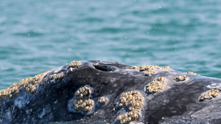 Do Barnacles Hurt or bother Whales?