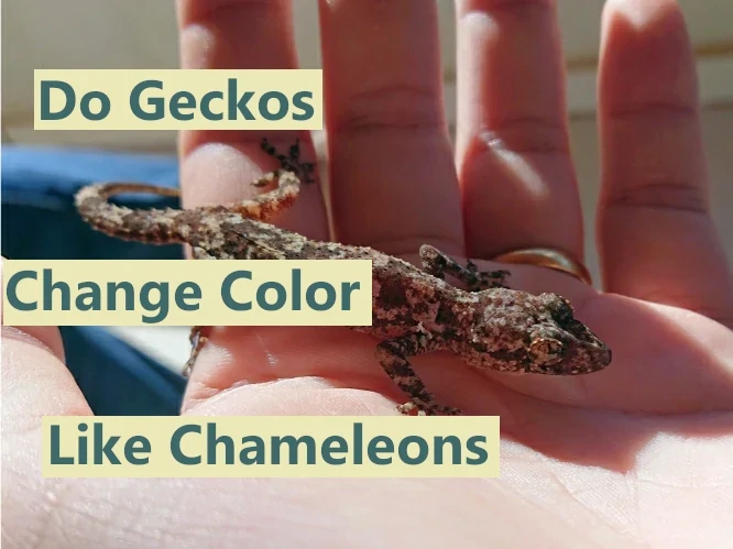 Do Geckos Change Color Like Chameleons