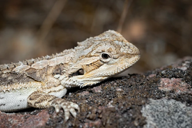 Do Lizards Go Through Menopause?