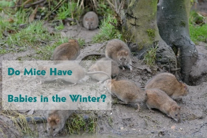 Do Mice Have Babies or breed in Winter?