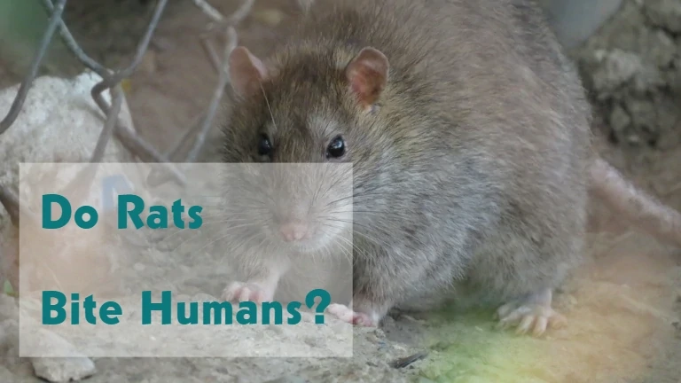 Do Rats Bite Humans?